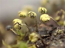 Attēlu rezultāti vaicājumam “Physarum viride”