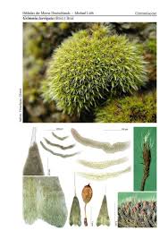 Attēlu rezultāti vaicājumam “Homomallium incurvatum”