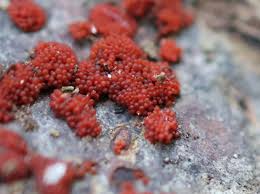 Attēlu rezultāti vaicājumam “Neonectria coccinea”