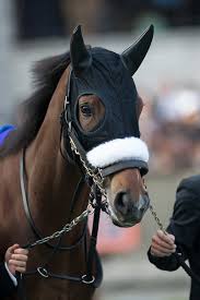 Image result for Almond Riding Club