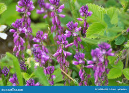 Attēlu rezultāti vaicājumam “Polygala comosa”