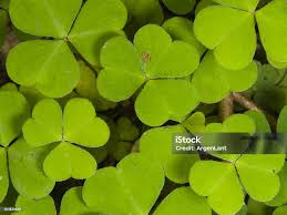 Attēlu rezultāti vaicājumam “Oxalis acetosella”