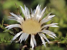 Image result for Silberdistel