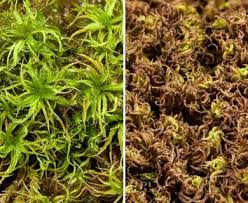 Attēlu rezultāti vaicājumam “Tortella tortuosa”