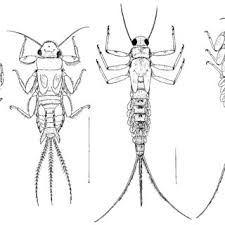 Attēlu rezultāti vaicājumam “Ephemera sp.”