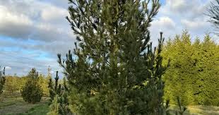 Attēlu rezultāti vaicājumam “Pinus peuce”