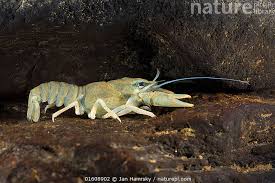 Attēlu rezultāti vaicājumam “Astacus astacus”