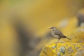 Attēlu rezultāti vaicājumam “Anthus petrosus adult”