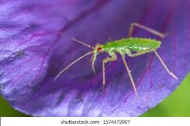 Attēlu rezultāti vaicājumam “Dicyphus nymph”