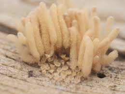 Attēlu rezultāti vaicājumam “Hemitrichia calyculata stalked”