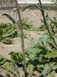 Attēlu rezultāti vaicājumam “Capsella bursa-pastoris leaf”