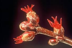 Attēlu rezultāti vaicājumam “Acer saccharinum flower”