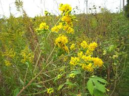 Attēlu rezultāti vaicājumam “Oligonema flavidum”