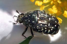 Attēlu rezultāti vaicājumam “Oxythyrea funesta”