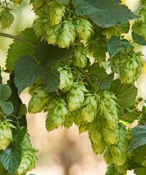 Attēlu rezultāti vaicājumam “Humulus lupulus”