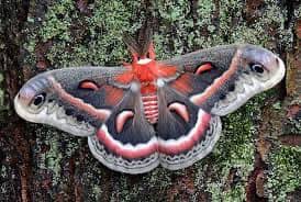 Attēlu rezultāti vaicājumam “Hepialus sylvina female”