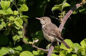 Image result for Hippolais pallida