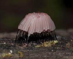 Attēlu rezultāti vaicājumam “Stemonitis axifera”