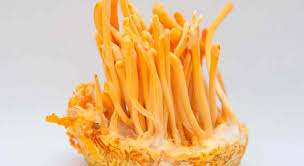 Attēlu rezultāti vaicājumam “Cordyceps militaris”