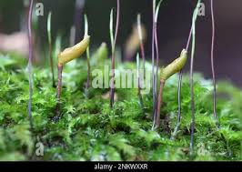 Attēlu rezultāti vaicājumam “Buxbaumia viridis sporophyte”