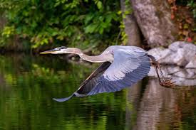 Image result for heron