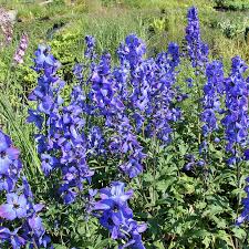 Image result for Rittersporn