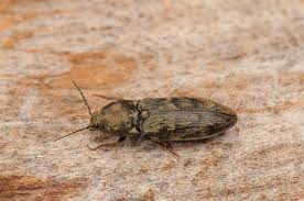 Attēlu rezultāti vaicājumam “Prosternon tessellatum”