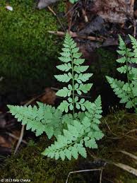 Attēlu rezultāti vaicājumam “Cystopteris fragilis”