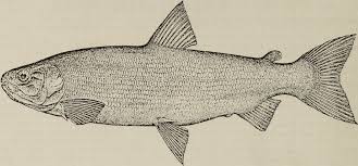 Image result for Coregonus huntsmani