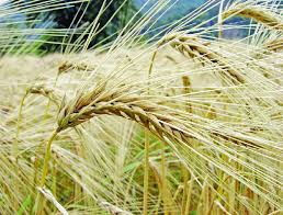 Attēlu rezultāti vaicājumam “Hordeum vulgare”