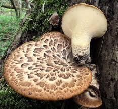 Attēlu rezultāti vaicājumam “Polyporus squamosus”