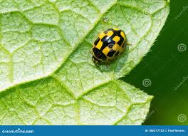 Attēlu rezultāti vaicājumam “Propylea quatuordecimpunctata”