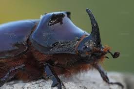 Attēlu rezultāti vaicājumam “Oryctes nasicornis male”