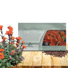 Attēlu rezultāti vaicājumam “Silene x arkwrightii Vesuvius”