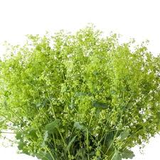 Attēlu rezultāti vaicājumam “Alchemilla subcrenata  flower”