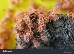 Attēlu rezultāti vaicājumam “Bryobia praetiosa”