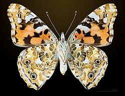 Attēlu rezultāti vaicājumam “Vanessa cardui underside”