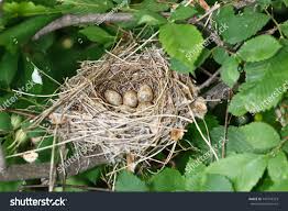 Attēlu rezultāti vaicājumam “Sylvia borin eggs”