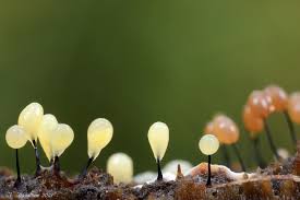 Attēlu rezultāti vaicājumam “Comatricha nigra macro”