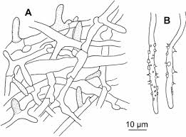 Attēlu rezultāti vaicājumam “Tyromyces chioneus”