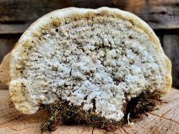 Attēlu rezultāti vaicājumam “Trametes gibbosa”