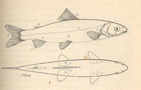 Image result for Salvelinus namaycush