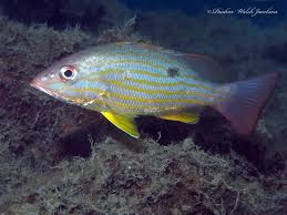 Image result for Lutjanus synagris