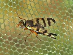 Attēlu rezultāti vaicājumam “Urophora jaceana”