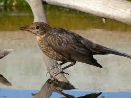 Attēlu rezultāti vaicājumam “Turdus merula juvenile”