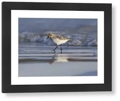 Attēlu rezultāti vaicājumam “Calidris alba adult”