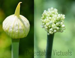 Attēlu rezultāti vaicājumam “Allium cepa bud”