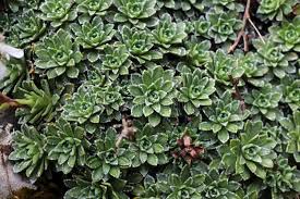 Attēlu rezultāti vaicājumam “Saxifragaceae”