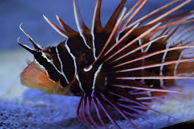 Image result for Pterois radiata