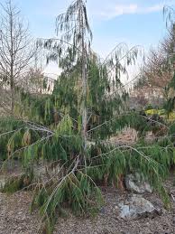 Attēlu rezultāti vaicājumam “Chamaecyparis lawsoniana”